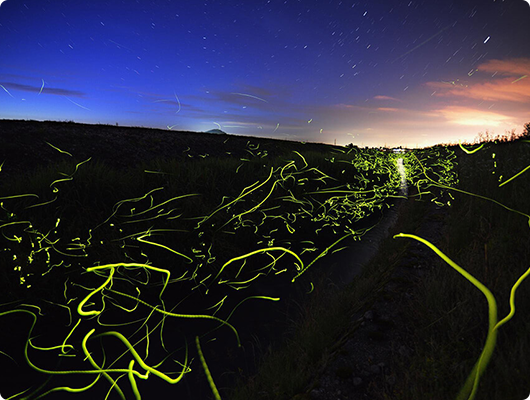 閉店の定番BGMは「蛍の光」ではなく「別れのワルツ」という曲だった